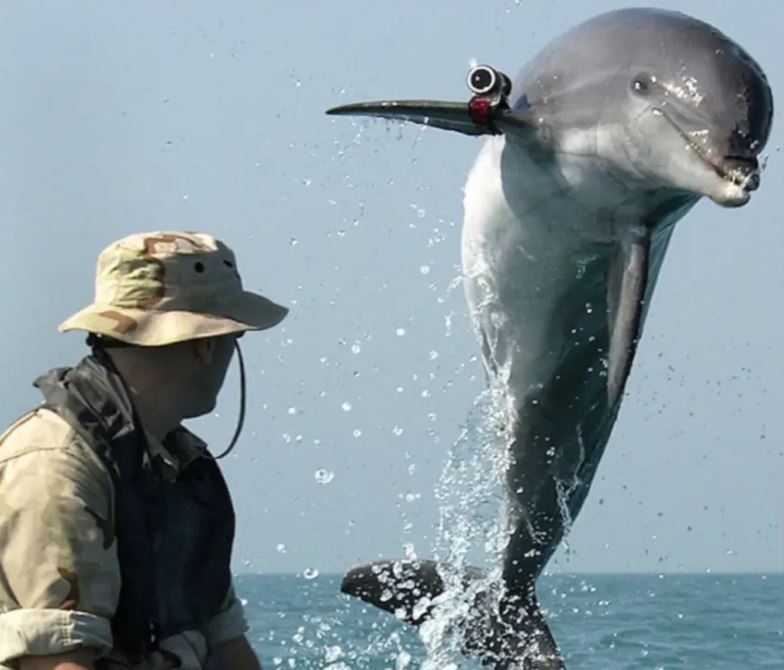 美軍 軍用海豚