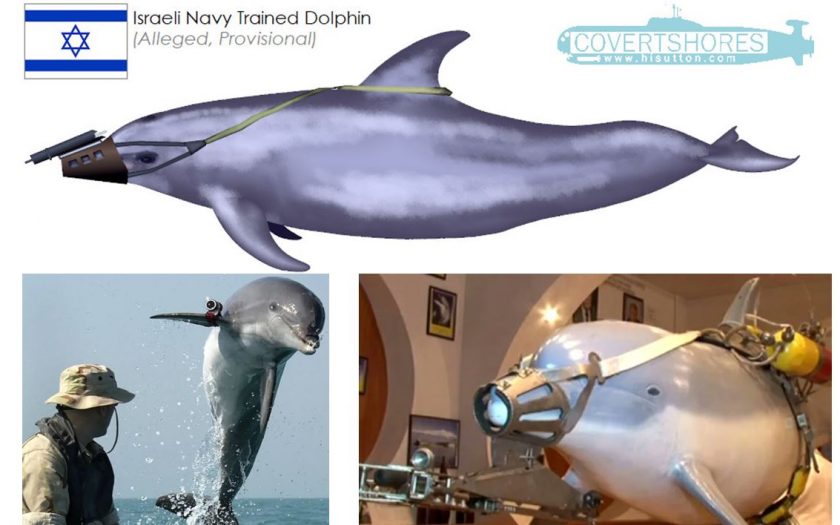 special operations dolphin
